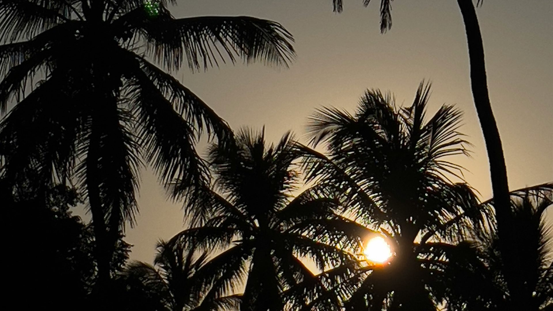 Silhuetas de coqueiros contra o pôr do sol